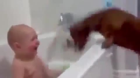 CUTE BABY SUPER LAUGH AT HIS DOG