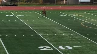 Moose Plays Some Soccer
