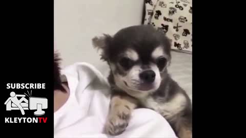 see adorable puppy