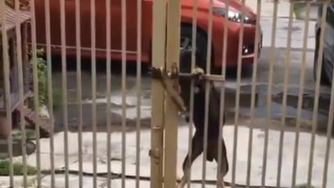 How a dog opens a gate alone