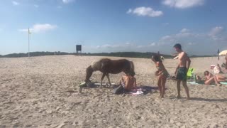 Horses Casually Stroll through Crowds of People on Beach