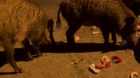 Boars Feed On Rubbish