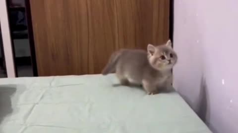 Funny pet video