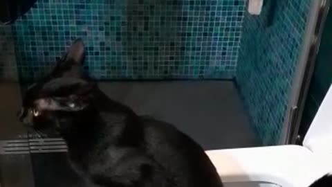 Cat uses the toilet like a human