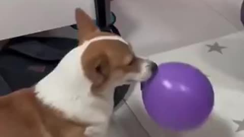 Joking Is Not Funny With Balloons