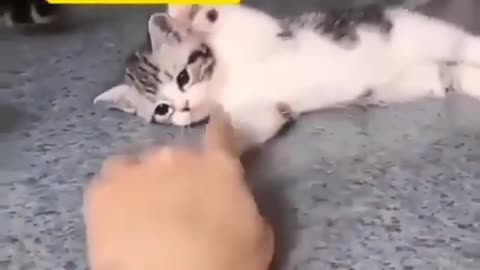 a baby cat playing with it's owner