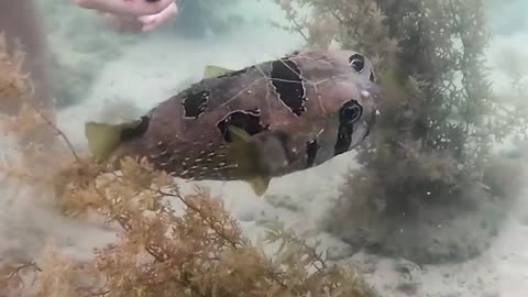 It must have been so scary for this fish