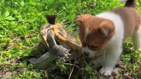 Dog and funny puppy video 🤣