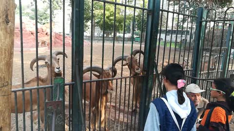 Boys Stand in Line Feeding Barbary sheep