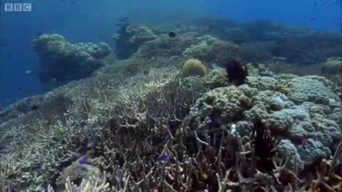 Reef Sharks Hunt Needlefish | Benedict Cumberbatch narrates South Pacific | BBC Earth