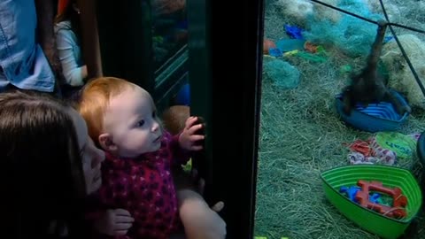 Baby orangutan dazzles Utah zoo