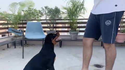 Training a dog to speak.