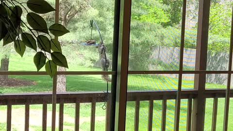 Bird Feeder Gives Squirrel A Workout