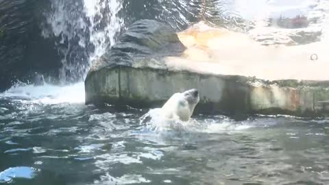 ZOO Prague - Polar Bear