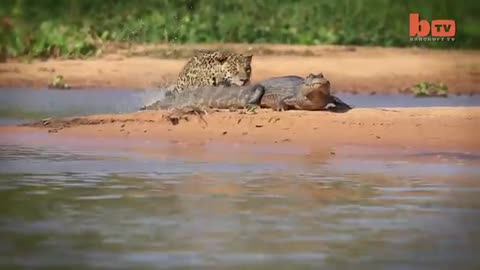 Jaguar Attacks Crocodile 🐆vs🐊
