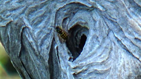 Wasp Nest