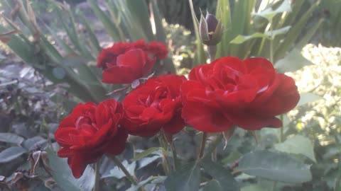 Burgundy roses, classic....