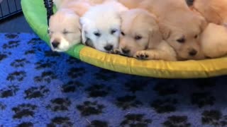 Golden Retriever puppies cuddle together on swing