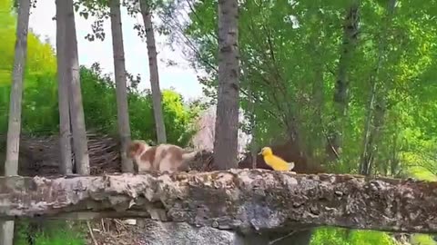 River Romp: Dog and Duck's Delightful Day