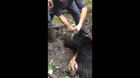 Good Samaritans Rid Bear Cub Of Bucket Stuck To Its Head