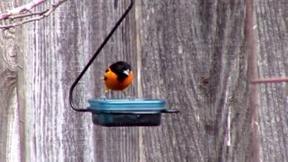 Our New Oriole Jelly Feeder