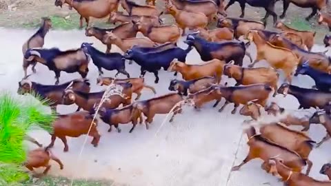 Goat Farming #goat #farming #newvideo #shortsvideo #viral #animals