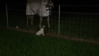 The Tall Tale of the Horse, the Dog and the Possum