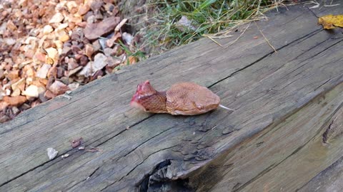 Decapitated Copperhead CAN STILL BITE YOU !!!!!!!!