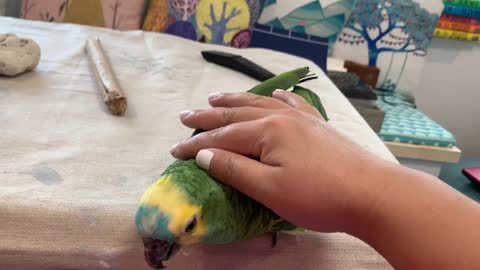 Bella The Talking Parrot loves to be tamed
