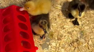 Day Old Ducklings.