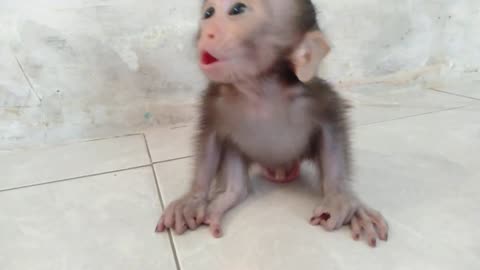 Baby monkey calls mom