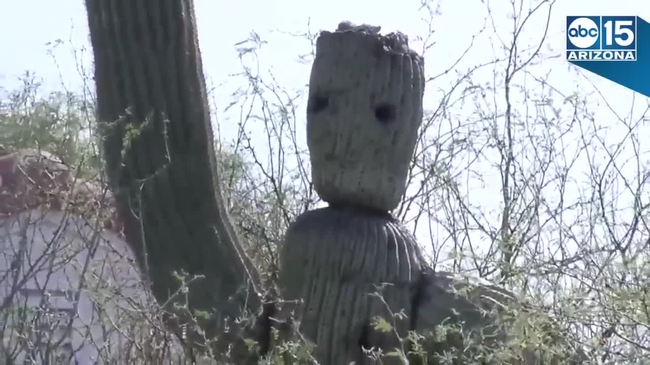 GROOT! Tucson cactus looks like Guardians of the Galaxy superhero - ABC15 Digital