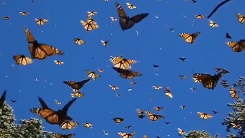 MIGRATION OF MONARCH BUTTERFLIES