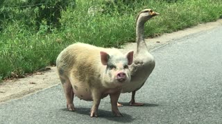 Pig and Goose Going for a Walk Together