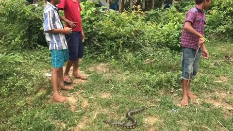 Amazing Boys Catch Big Snake During Collect Guava Fruit In My Village - How To Catch Snake By Hand