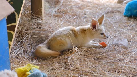 A Young Cub Fox Eating