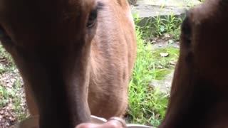 Woman Feeds Two Pet Deer By Hand