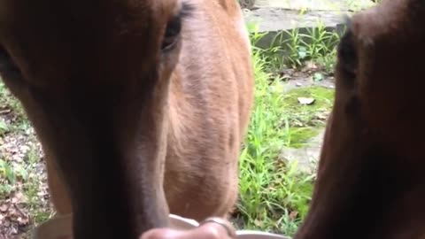 Woman Feeds Two Pet Deer By Hand