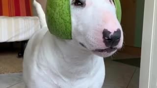 Pup Shows How to Wear a Watermelon