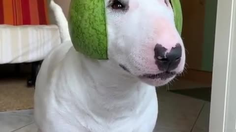 Pup Shows How to Wear a Watermelon