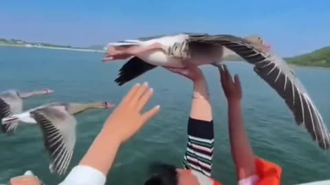 "Winged Companions: Ducks Fly Alongside Family Boat in Rare Sighting!"