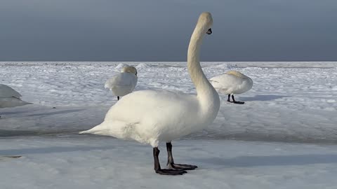 Amazing birds