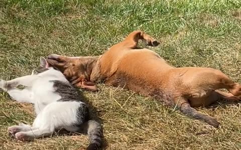 Adorable Friendship Between Dog And Cat