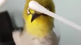 Bird enjoys massage :)