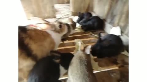 Rabbit breeding feeding