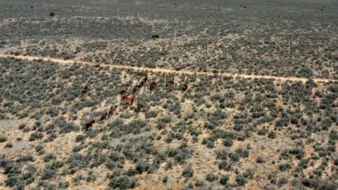 Aerial Drone Shot of Wild Horses Galloping Through Mountain Field, Slow Motion