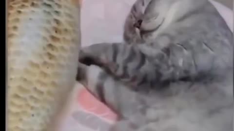 Cute cat tries to bully other cats