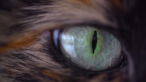 Amazing Cat Eye