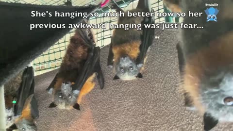 Baby flying-foxes in care Hopscotch and Blondie on the clothes line.mp4