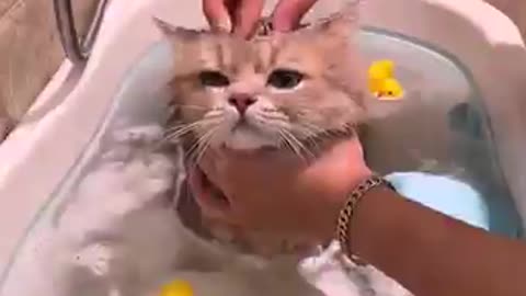 Fluffy cat love bath time